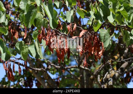 Samenkapseln des Judas-Baumes oder Judas-Baumes, Cercis siliquastrum, Fabaceae. Griechenland, Europa. Ein kleiner Laubbaum aus der blühenden Pflanzenfamilie Fabacea Stockfoto