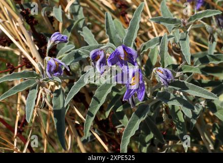 Silverleaf Nachtschatten oder Silberblättrige Nachtschatten, Solanum elaeagnifolium, Solanaceae. Griechenland. Stockfoto