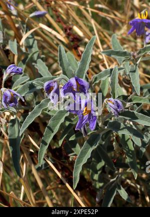 Silverleaf Nachtschatten oder Silberblättrige Nachtschatten, Solanum elaeagnifolium, Solanaceae. Griechenland. Stockfoto