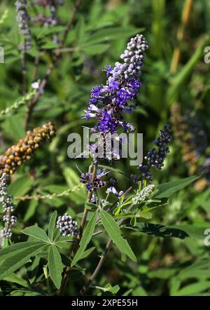 Vitex, Chaste Tree, Chastetree, Chasteberry, Abraham's Balsam, lilafarbenes Chastetree oder Mönchspepper, Vitex agnus-castus, Lamiaceae. Griechenland, Europa. Stockfoto