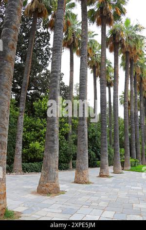 Desert Fan Palm, California Fan Palm oder California Palm, Washingtonia filifera, Arecaceae. Botanischer Garten Von Athen, Griechenland. Washingtons sind unverschämt Stockfoto