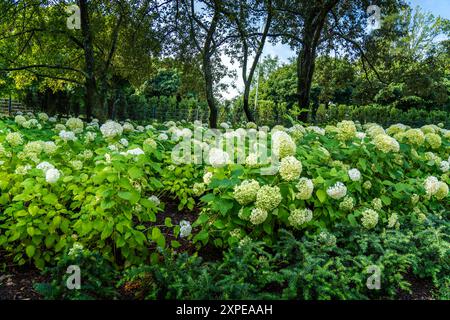 Üppiges Grün mit blühenden Hortensien in einer ruhigen Gartenumgebung bei Tageslicht Stockfoto