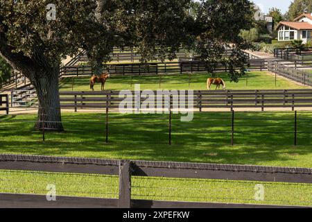 Zwei Pferde grasen auf grünem Gras in ihrem Fahrerlager im Santa Ynez Valley in Kalifornien. Stockfoto