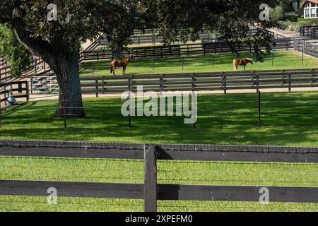 Zwei Pferde grasen auf grünem Gras in ihrem Fahrerlager im Santa Ynez Valley in Kalifornien. Stockfoto