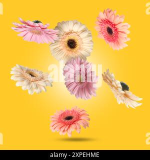 Bunte Gerbera-Blüten in der Luft auf goldenem Hintergrund Stockfoto