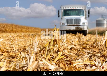 Maisstalk isoliert im Maisfeld während der Herbsternte mit Kornwagen im Hintergrund. Maiserntezeit, Landwirtschaft und Landwirtschaft. Stockfoto