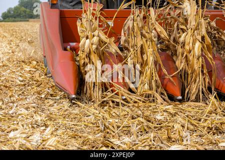 Mähdrescher, der während der Erntesaison Mais auf dem Maisfeld sammelt. Landwirtschaft, Ernte, Agrarhandel und Exportkonzept. Stockfoto