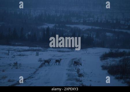 Karibus-Spaziergang über eine Straße an einem dunklen, nebeligen Winternachmittag in der Nähe von Delta Junction, Alaska. Stockfoto