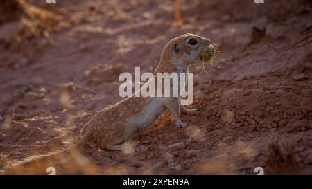 Spoted Ground Eichhörnchen, Socorro County, New Mexico, USA. Stockfoto