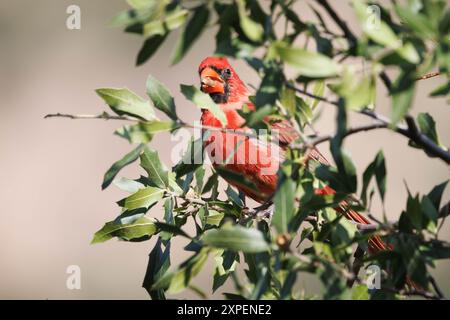 Cardinal, Cave Creek Canyon, Chiricahua Mountains, Arizona, USA. Stockfoto