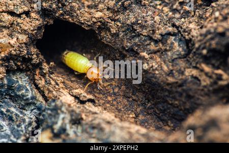 Nahaufnahme von Arbeitertermiten, die im Nest auf dem Waldboden wandern, Termiten, die in Schlammrohren wandern, kleine Termiten, selektiver Fokus. Stockfoto