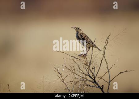 WESTERN Meadowlark, Bernardo Waterfowl Management Area, Socorro County, New Mexico, USA. Stockfoto