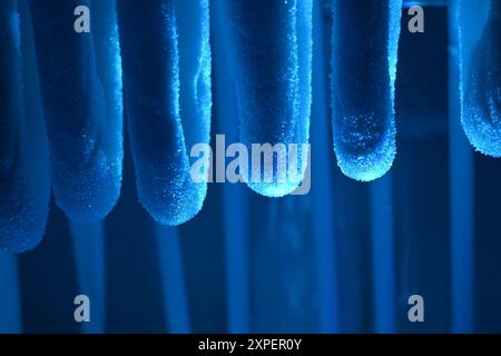 Eine Nahaufnahme mehrerer Eiszapfen, die von einer Oberfläche hängen. Die Eiszapfen werden durch ein blaues Licht beleuchtet, was ihnen ein mattiertes, kristallines Aussehen verleiht. Stockfoto