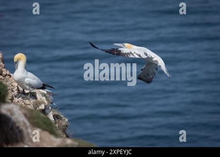 Als er auf der Klippe landet, ist ein nördlicher Tölpel gefangen. Es sind schon zwei Tölpel auf den Felsen. Stockfoto