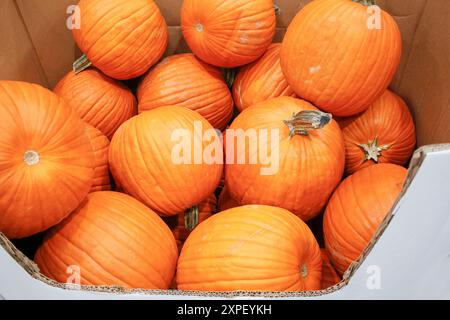 Ein Blick auf mehrere große Kürbisse, die in einem örtlichen Lebensmittelgeschäft ausgestellt werden. Stockfoto