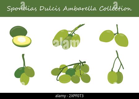 spondias dulcis ambarella Kollektion. spondias dulcis ambarella in verschiedenen Posen. Vektorabbildung. Stock Vektor