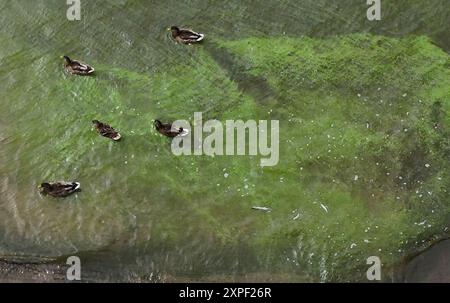 Dateifoto vom 23./07/24 von Enten, die durch Blaualgenkonzentrationen am Ufer des Lough Neagh in Co Antrim schwimmen. Ein Großteil der übel riechenden, sogenannten Algenmatten, die am Ufer des Lough Neagh angesiedelt sind, besteht aus Bakterien, die hauptsächlich mit Kot aus Vieh oder menschlichen Abwässern in Verbindung stehen, wie neue Forschungen der Queen's University Belfast herausgefunden haben. Ausgabedatum: Dienstag, 6. August 2024. Stockfoto