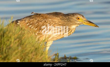 Schwarzgekrönter Nachtreiher, Jugendlicher, auf der Suche im Moffett Channel, Sunnyvale Santa Clara County, Kalifornien, USA. Stockfoto