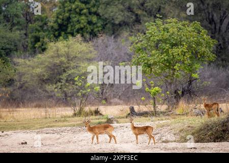 Malerischer Blick auf eine kleine Puku-Herde (Kobus vardonii) am Ufer des Luangwa-Flusses Stockfoto