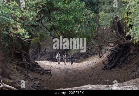 Touristen mit Fernglas auf einem geführten Spaziergang in Nord-Luangwa mit einem bewaffneten Wildjäger und ortskundigem Vogelführer Stockfoto