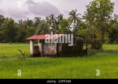 Bauernhaus umgeben von grünem Reisfeld. Monsunsaison und Reisfeld. Landwirtschaft. Kulturen in Goa. Ökologischer Landbau. Grünes Reisfeld während r Stockfoto