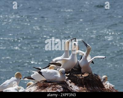 Nördliche Tölpelkolonie auf Helgoland an einem sonnigen Sommertag Stockfoto