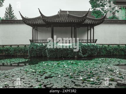 Ein traditioneller chinesischer Gartenpavillon mit geschwungenem Dach überblickt einen Teich voller Seerosen. Stockfoto