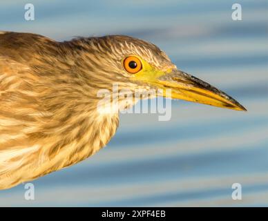 Schwarz gekrönter Nachtreiher, Jugendlicher, Kopfschuss. Moffett Channel, Sunnyvale Santa Clara County, Kalifornien, USA. Stockfoto