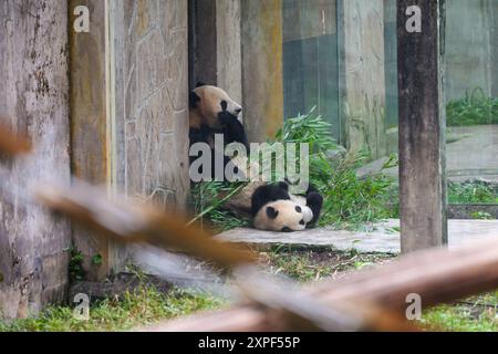 Ein Riesenpandabuhn, das mit Mutter spielt, während er Bambus isst, im Zoo von Chongqing, Chin Stockfoto