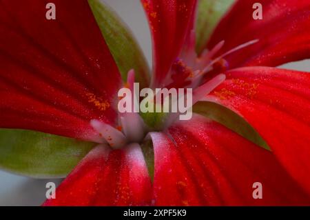 Makrofotografie der Geranienblume Stockfoto