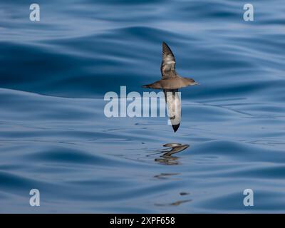 Ruß-Sturmtaucher, Ardenna grisea, Einzelvogel im Flug auf See, Yorkshire, August 2024 Stockfoto