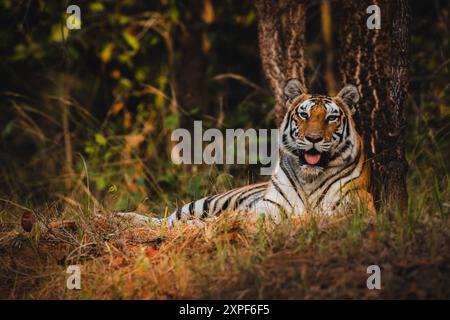 Bengalischer Tiger aus dem Wald des Bandhavgarh Tiger Reserve Stockfoto