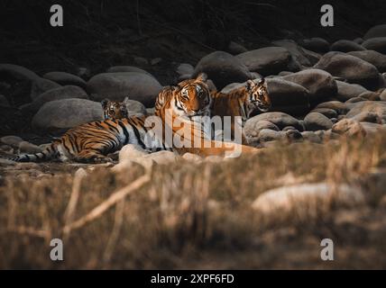 tiger und Jungtiere aus Jim Corbett Tiger Reserve Stockfoto