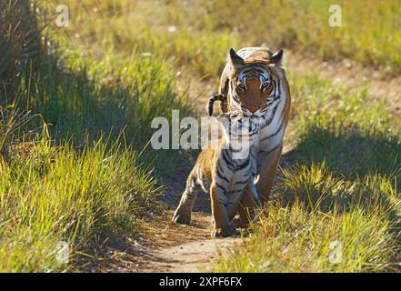 tiger und Jungtiere aus Jim Corbett Tiger Reserve Stockfoto