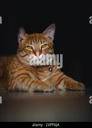 Ein orangenes Katzenporträt Stockfoto
