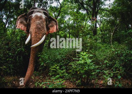 Männlicher indischer Elefant, der aus dem Wald auftaucht Stockfoto