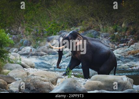 Ein männlicher Elefant, der im Mandalfluss bei Durgadevi Corbett weht Stockfoto