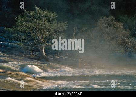Rapids am Kanal des Pedernales River, Pedernales Falls State Park, Hill Country, Texas, USA Stockfoto