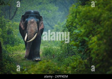 Männlicher indischer Elefant, der aus dem Wald auftaucht Stockfoto