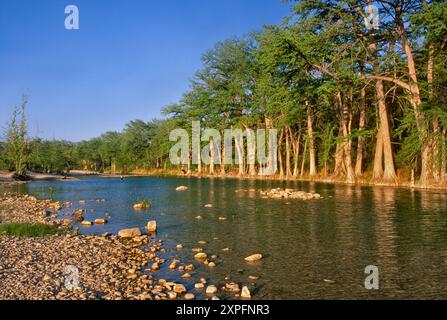 Frio River, kahlköpfige Zypressen, Garner State Park, am späten Nachmittag, in Hill Country, Texas, USA Stockfoto