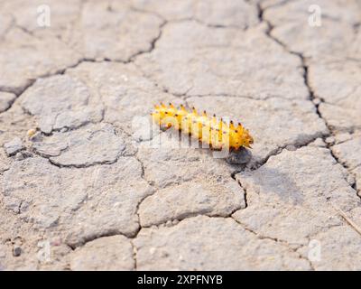 Nahaufnahme einer orangen Südstaaten-Festoon-schmetterlingsraupe (Zerynthia polyxena), die auf einem kleinen Stein auf dem gerösteten trockenen Rissboden krabbelt Stockfoto