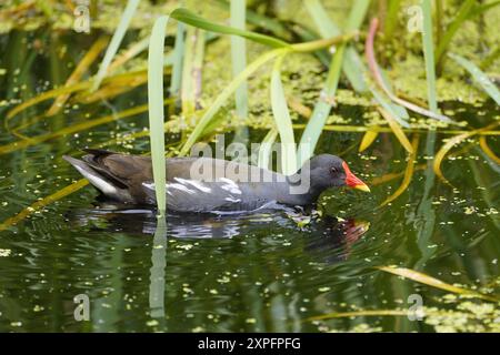 Moorhen im Sommer Stockfoto