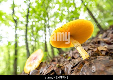Tiefwinkelansicht von nicht identifizierten Wildpilzen, die im Frühjahr auf Waldboden wachsen. Himalaya-Wald. Stockfoto
