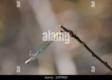 libelle Sonnenbaden Stockfoto