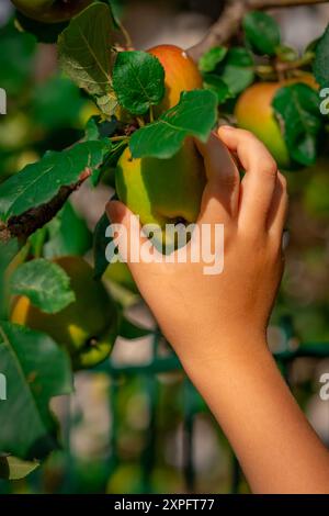 Die Hand eines Kindes pflückt einen Apfel aus einem Baumzweig. Stockfoto