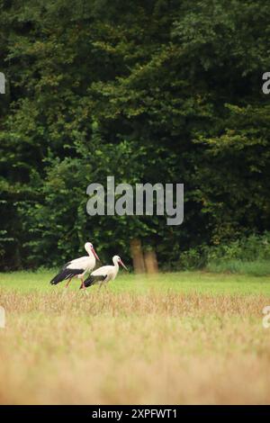 Zwei Störche laufen auf dem Feld in der Nähe des Waldes. Stockfoto