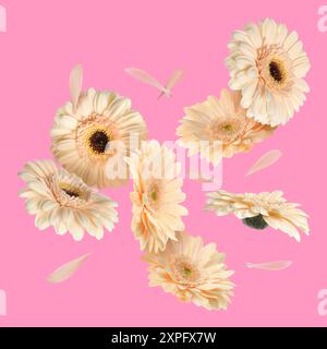 Beige Gerbera-Blüten in der Luft auf rosa Hintergrund Stockfoto