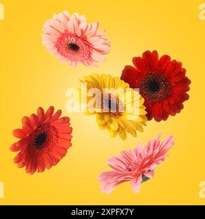 Bunte Gerbera-Blüten in der Luft auf goldenem Hintergrund Stockfoto