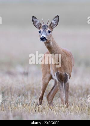 Junger Rotwild Capreolus capreolus, der auf dem gemähten Feld steht, in die Kamera blickt, Vorderansicht Stockfoto