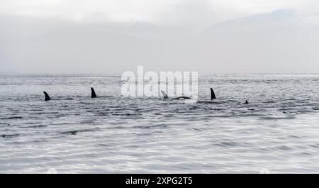 Pod von 5 Orca (Orcinus Orca), Telegraph Cove Walbeobachtung, Vancouver Island, Kanada. Stockfoto